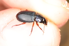 Harpalus rubripes