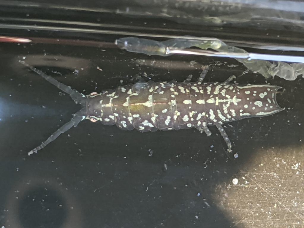 Eelgrass Isopod