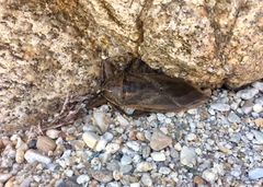 Lethocerus patruelis