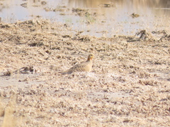 Syrrhaptes paradoxus