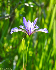 Iris prismatica