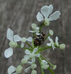 Anthrenus pimpinellae