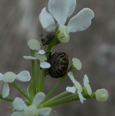 Anthrenus pimpinellae
