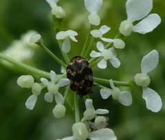 Anthrenus pimpinellae