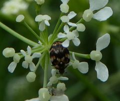 Anthrenus pimpinellae