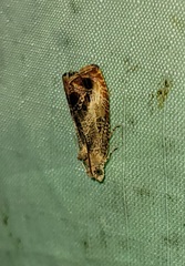 Olethreutes hamameliana