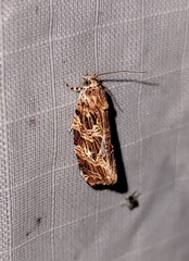 Phaecasiophora niveiguttana