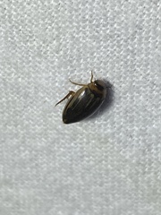 Coptotomus
