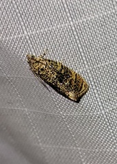 Olethreutes astrologana