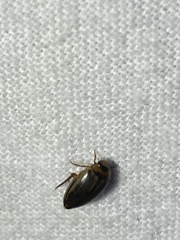 Coptotomus