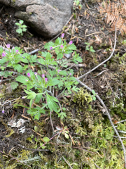 Collomia heterophylla