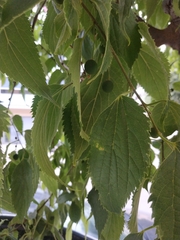 Celtis australis