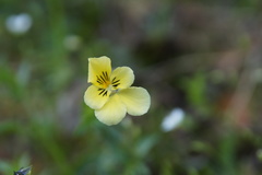 Viola lutea calaminaria