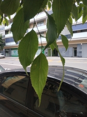 Celtis australis