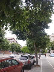 Celtis australis
