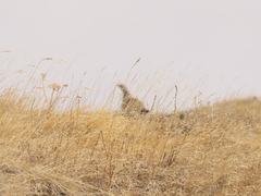 Tetraogallus altaicus