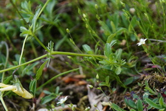 Viola lutea calaminaria