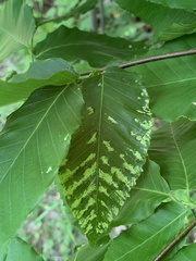 Acalitus ferrugineum