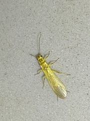 Isoperlinae