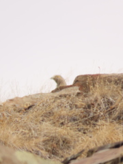 Tetraogallus altaicus