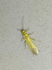 Isoperlinae