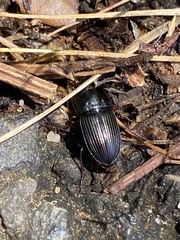 Anisodactylus rusticus