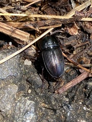 Anisodactylus rusticus