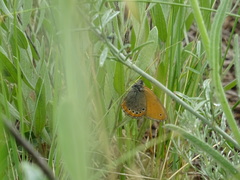 Coenonympha leander