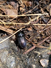 Anisodactylus rusticus