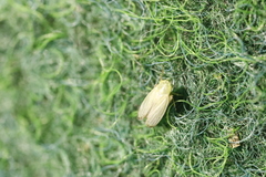 Graphocraerus ventralis