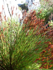 Staberoha distachyos