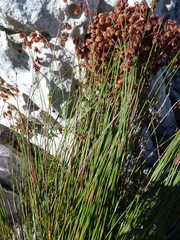 Staberoha distachyos