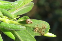 Cryptachaea altiventer