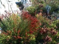 Staberoha distachyos