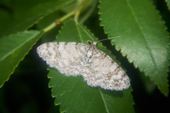 Protoboarmia simpliciaria