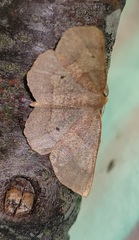 Metarranthis angularia