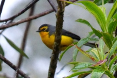 Myioborus melanocephalus