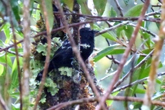 Thamnophilus caerulescens