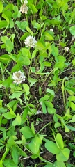 Trifolium repens