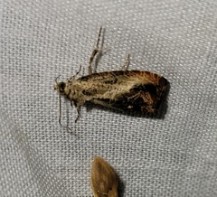 Olethreutes hamameliana