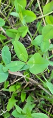 Trifolium repens