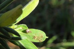 Cryptachaea altiventer