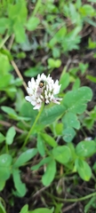Trifolium repens
