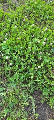 Trifolium repens