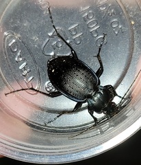Carabus goryi