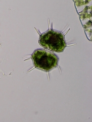 Xanthidium cristatum