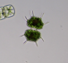 Xanthidium cristatum