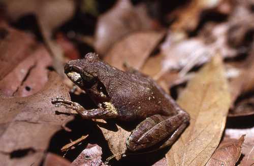 Madagascar frog, Gephyromantis ambohitra
