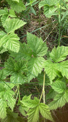 Rubus saxatilis