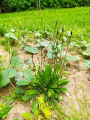 Plantago lanceolata